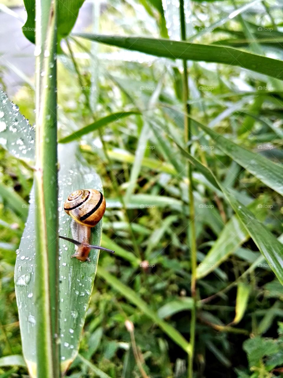 Snail at work