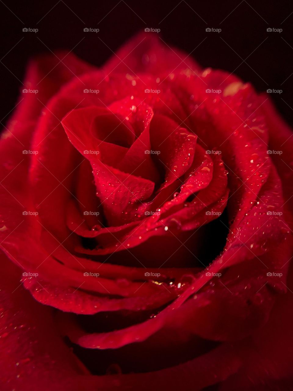 RED ROSE