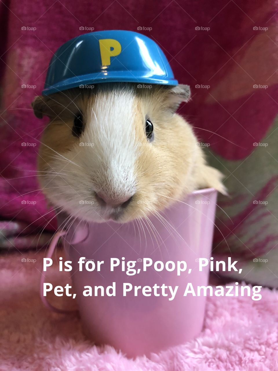 A silly photo of honey the guinea pig