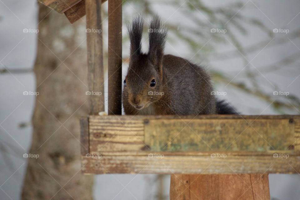 Squirrel Sitting in wooden home at zoology