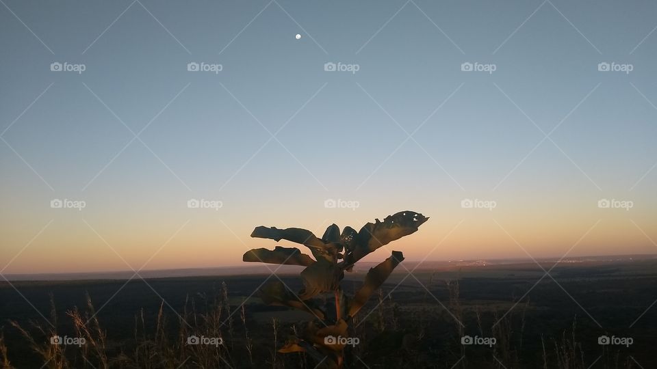 Crepúsculo sobre folhas de uma planta com a lua de fundo.