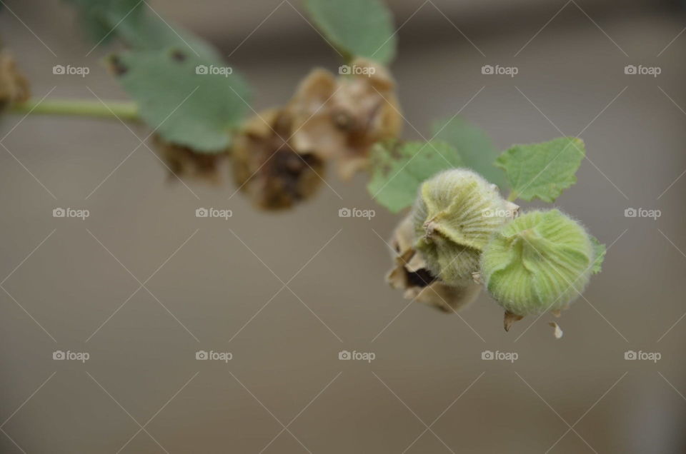 seed buds