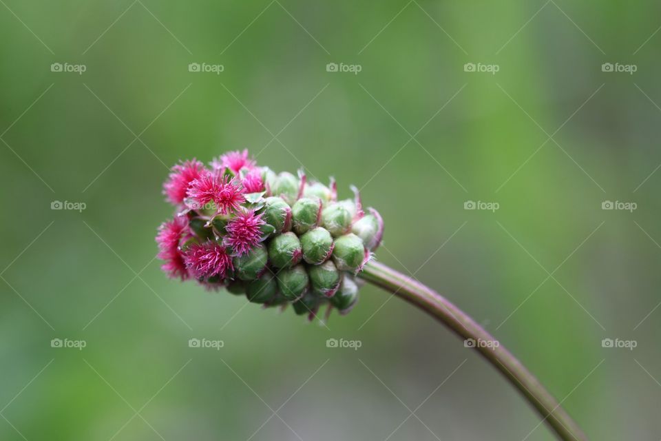 Salad burnet