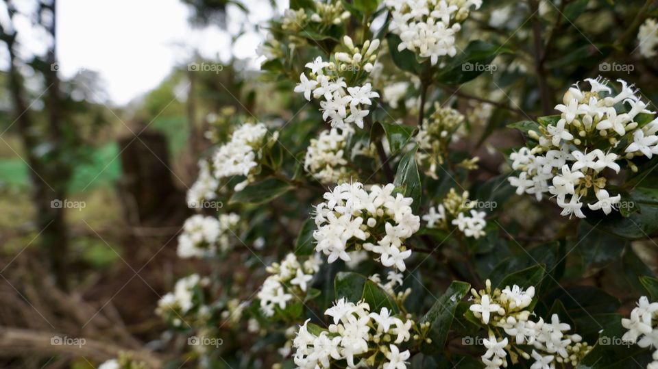 White flower bush - don't know the name of it. Which is in our garden.