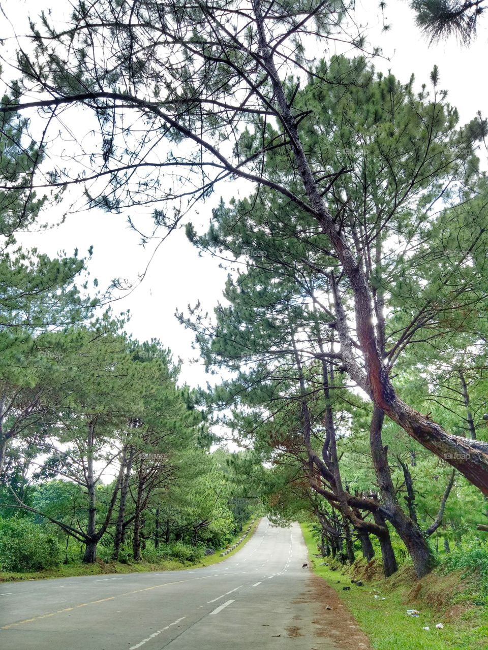 nature lover 💚💚💚