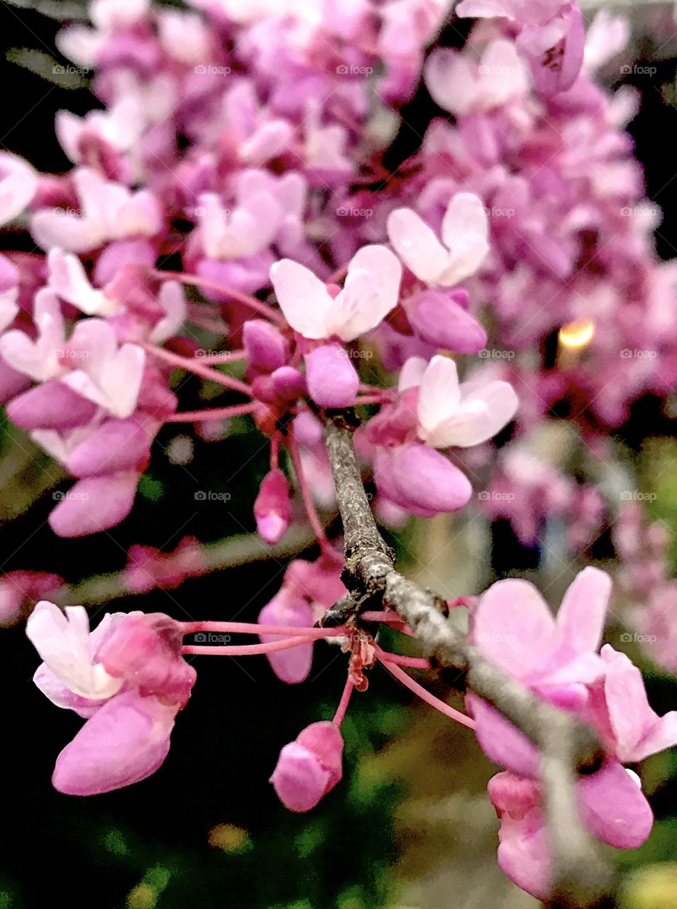 Eastern Redbud tree blooms in brilliant pinks kissed by the spring rain. 