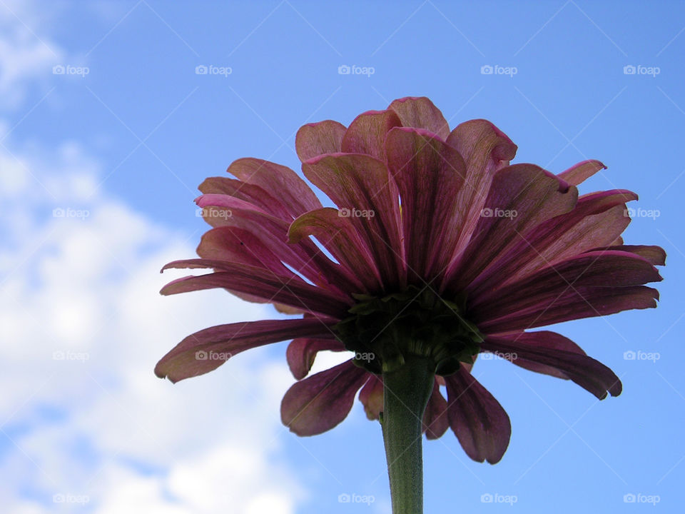 Pink shaded flowers always stay in style.