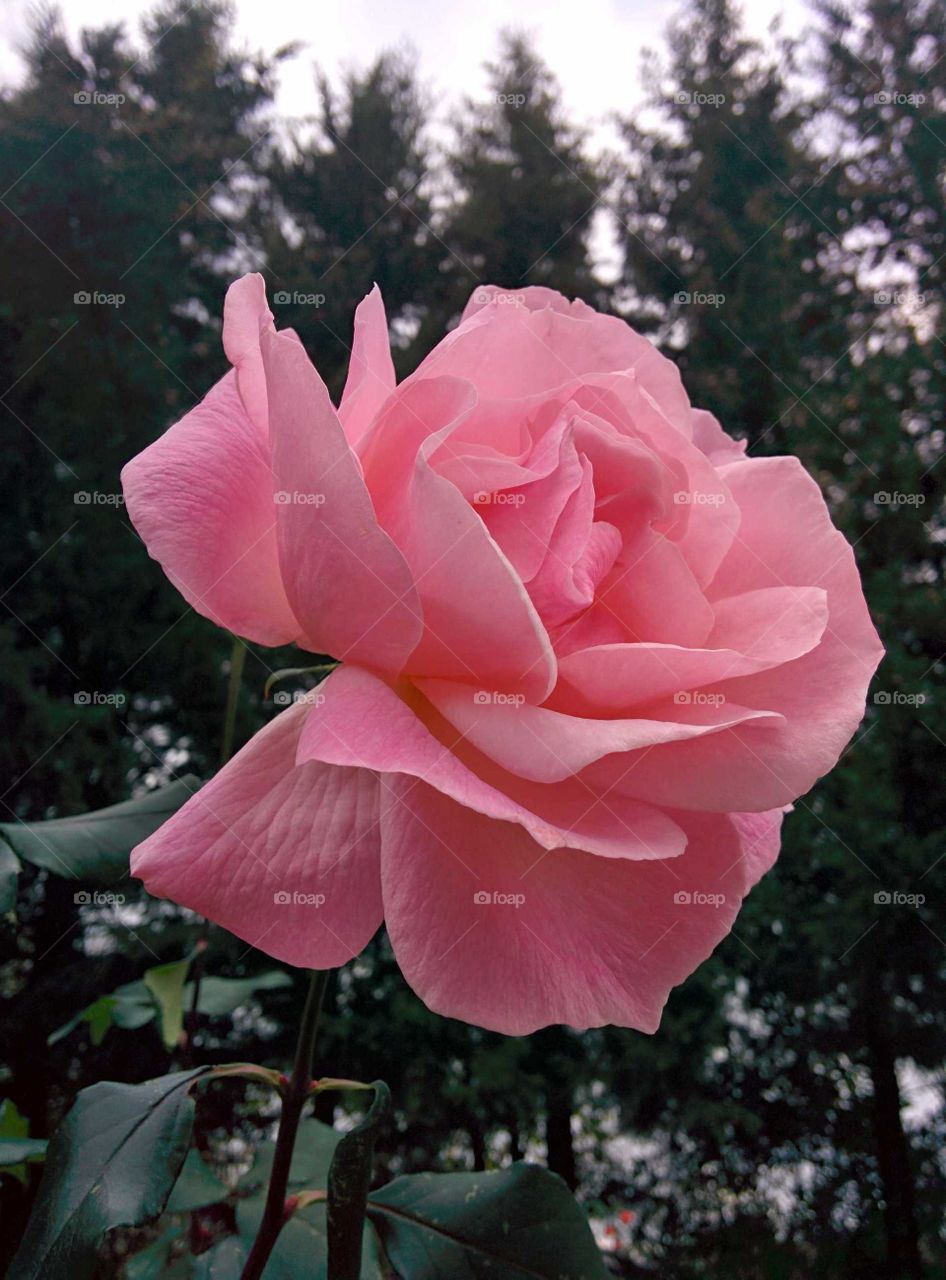 Pink rose