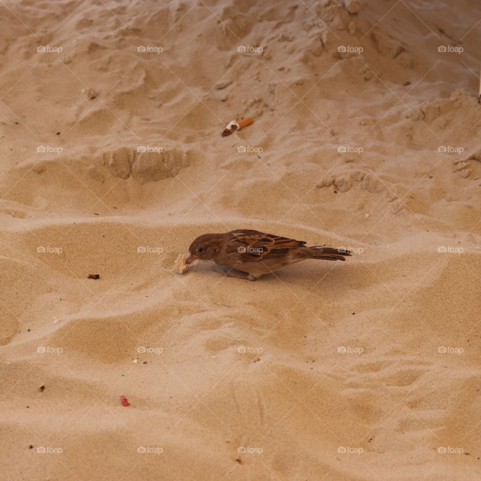 One brown bird sits on a sand and eats bread