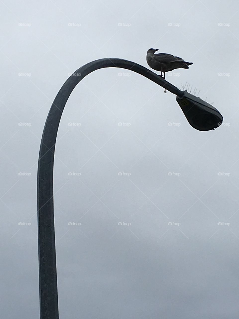 Seagull on a lamppost 