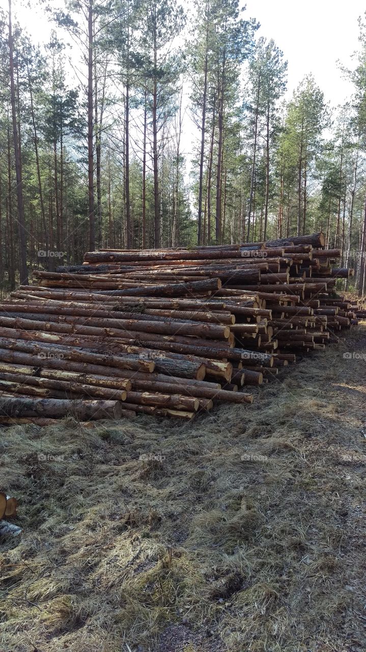 Pile of tree trunks in the forest, Kolmarden, Ostergotland, Sweden