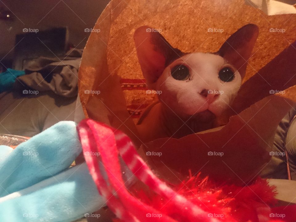 cat's in the bag