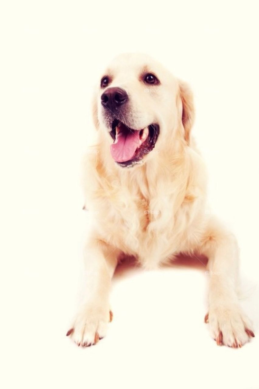 Golden retriever