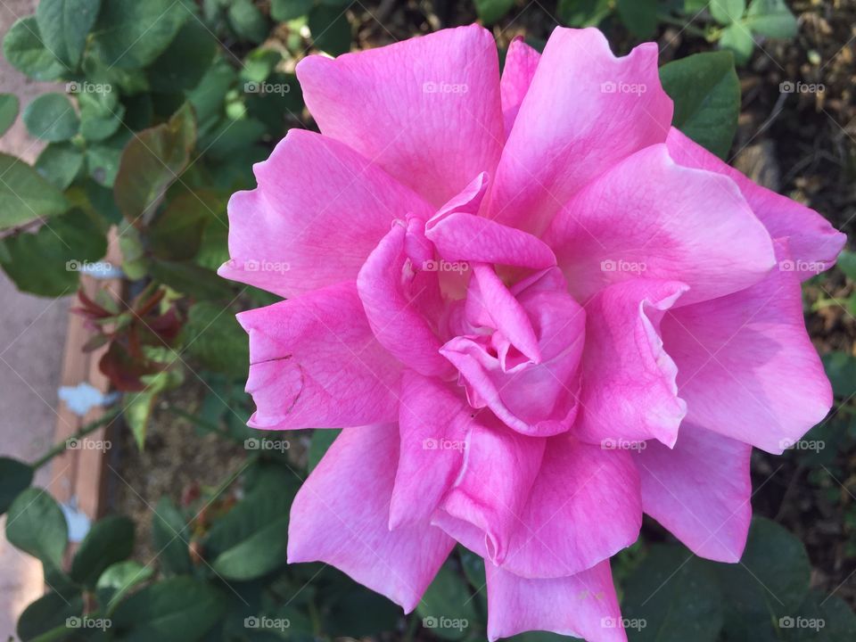 Flower, Nature, Garden, Rose, Leaf