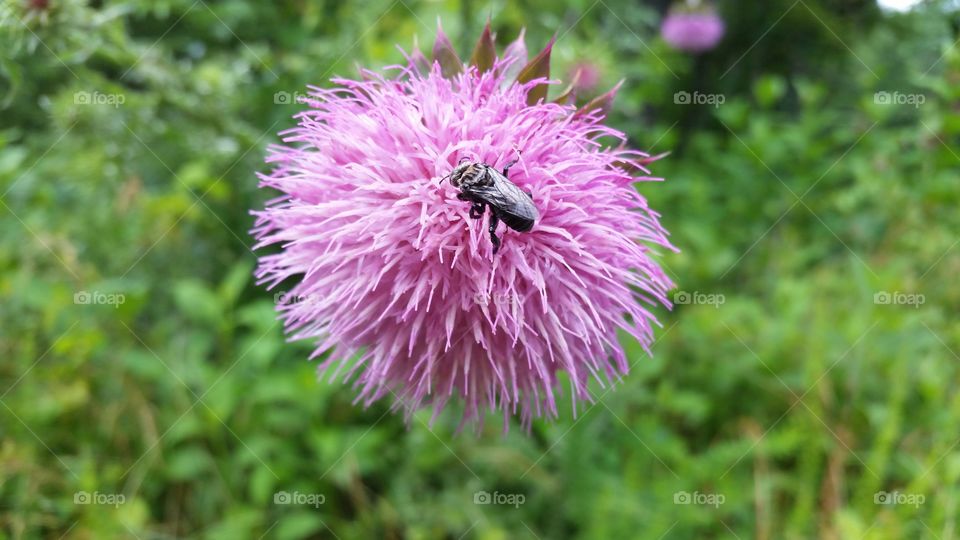 bee on flower