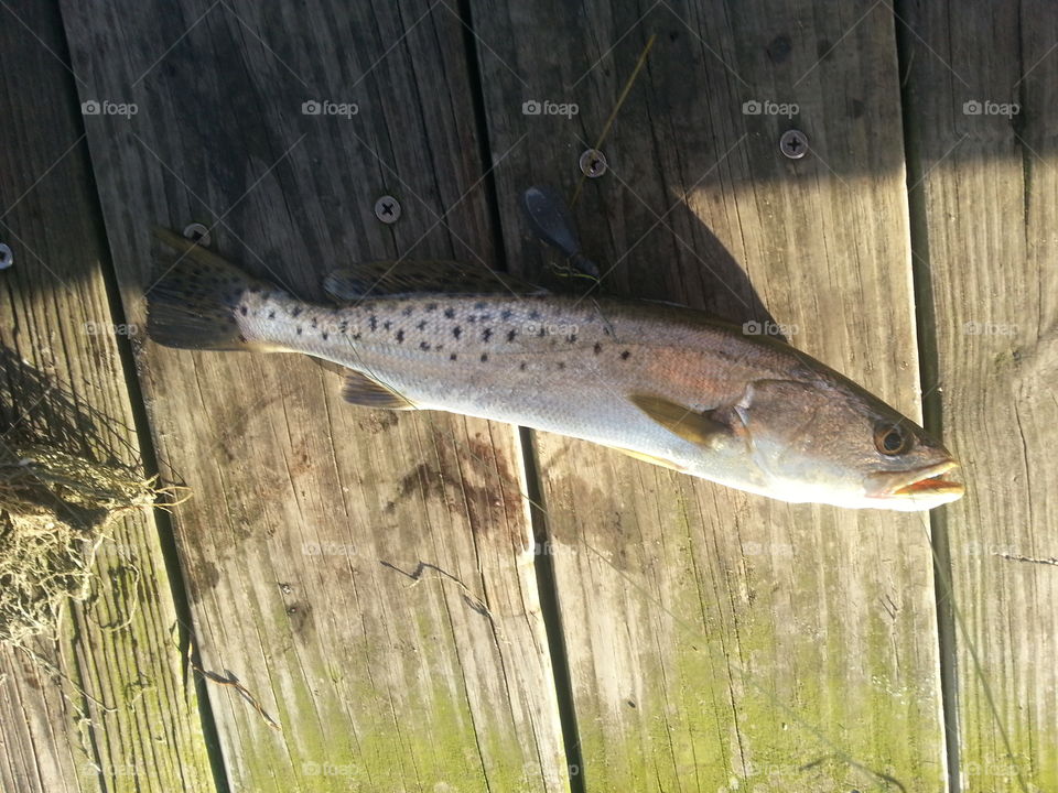 speckled trout