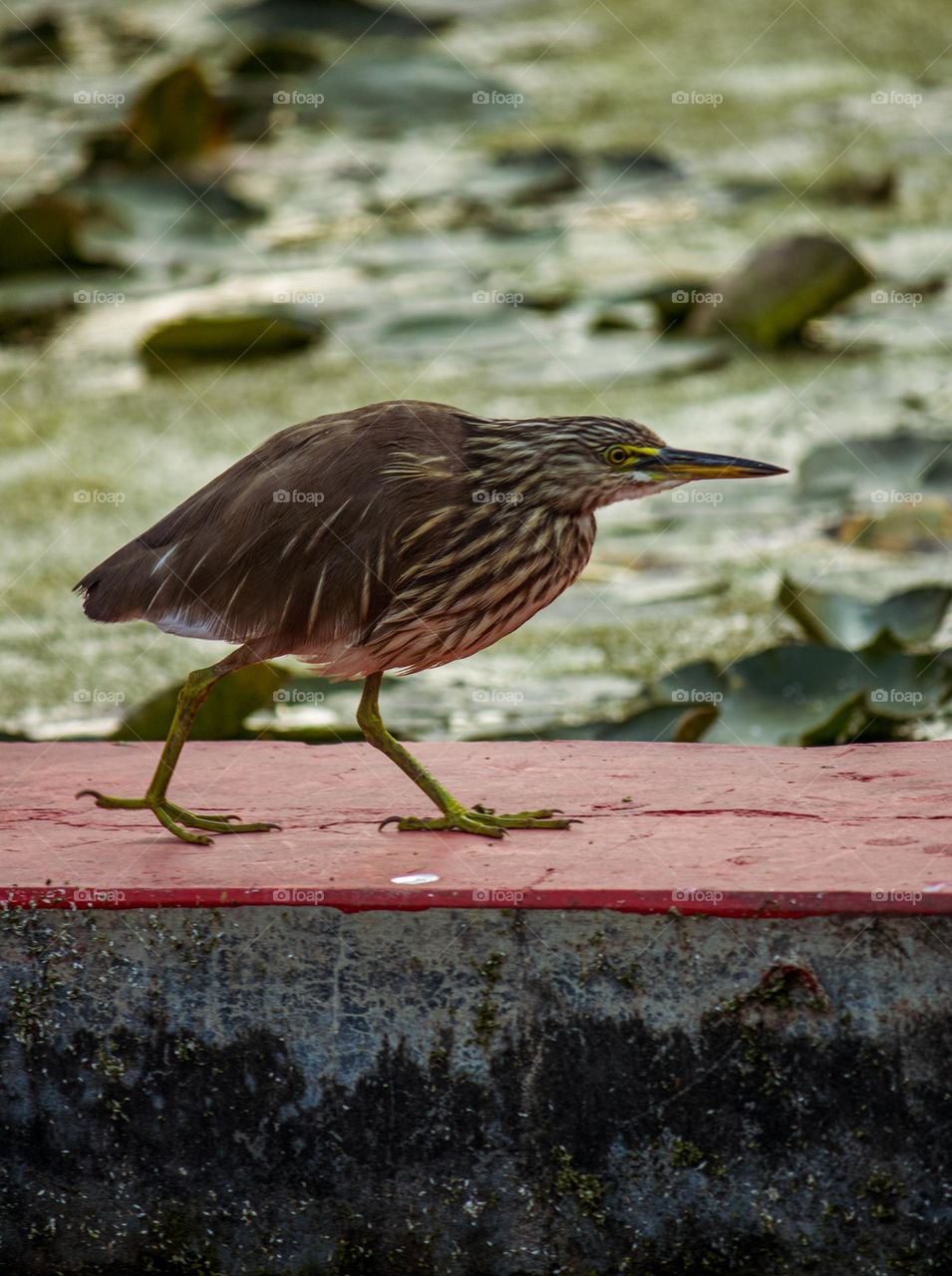 Indian Bagula commonly found species