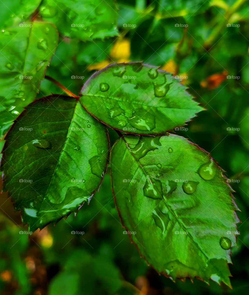 spring colors after it rains
