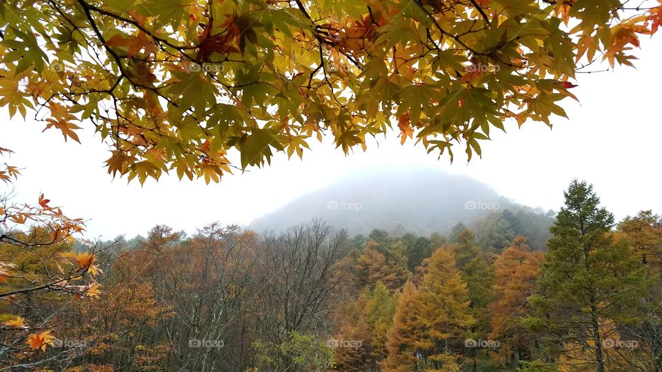 Foggy fall mountain