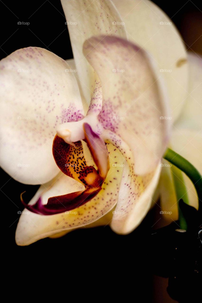 Orchid mouth
