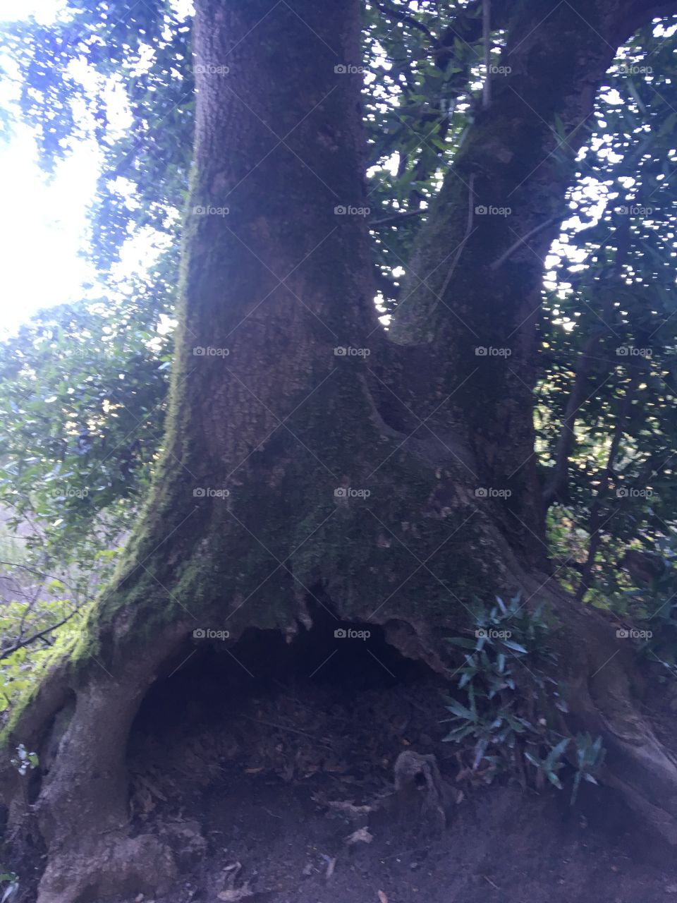 Tree rot in the regional redwoods of California 