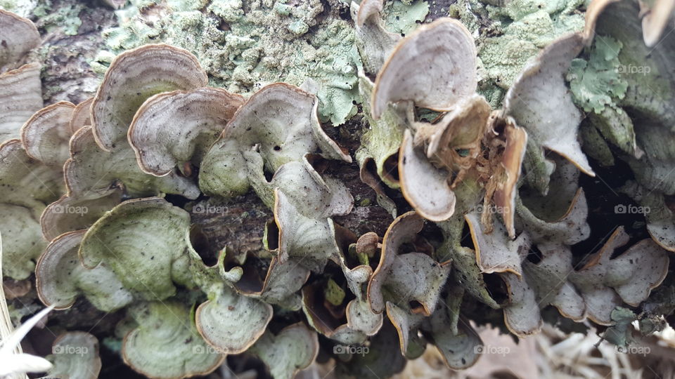 tree fungi