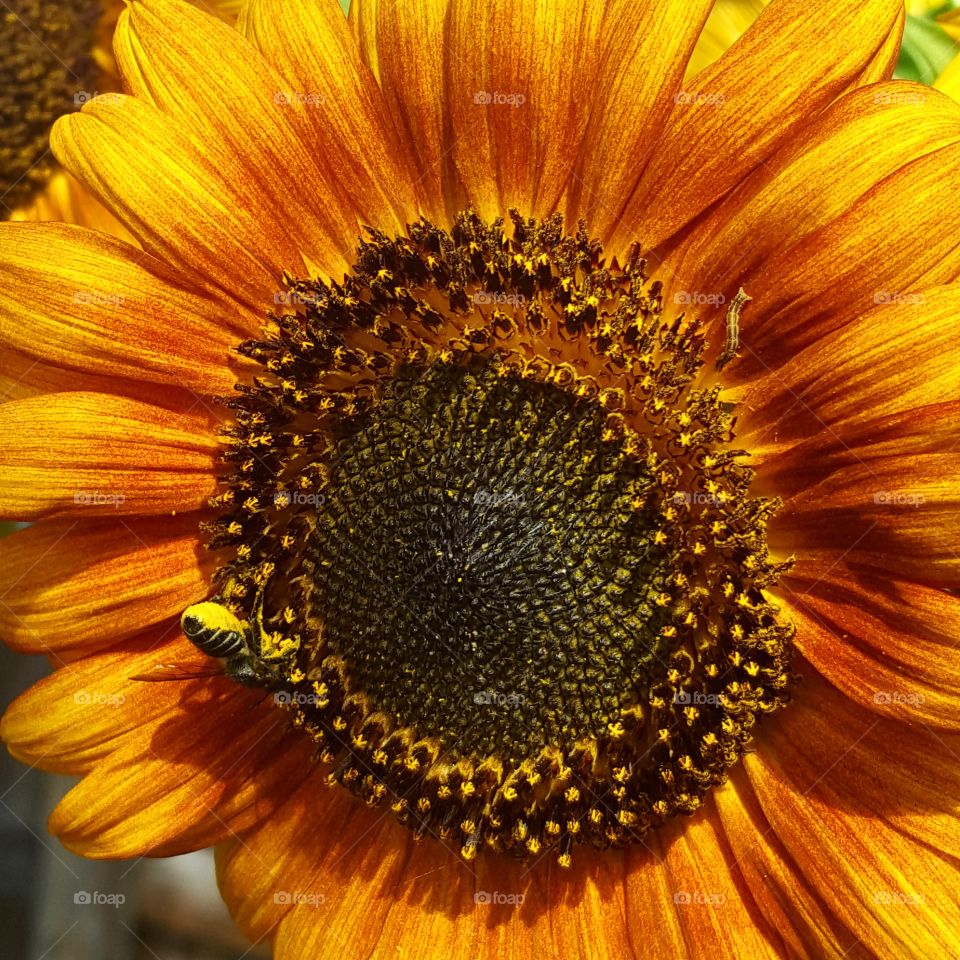 Bee on Sunflower
