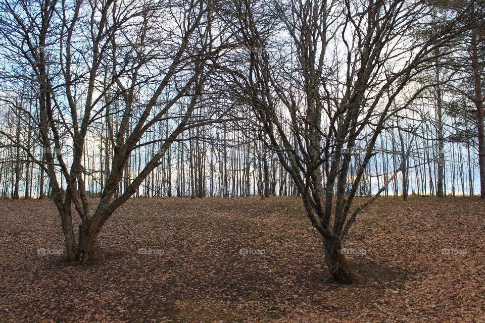 Winter landscape.  The view through the branches.  Leafless trees