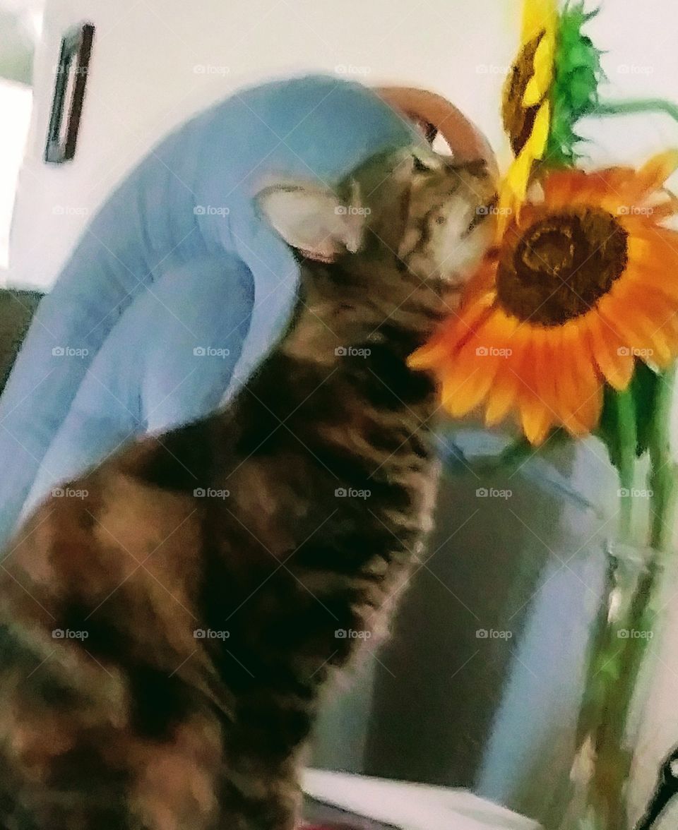 Lillee loves Sun Flowers