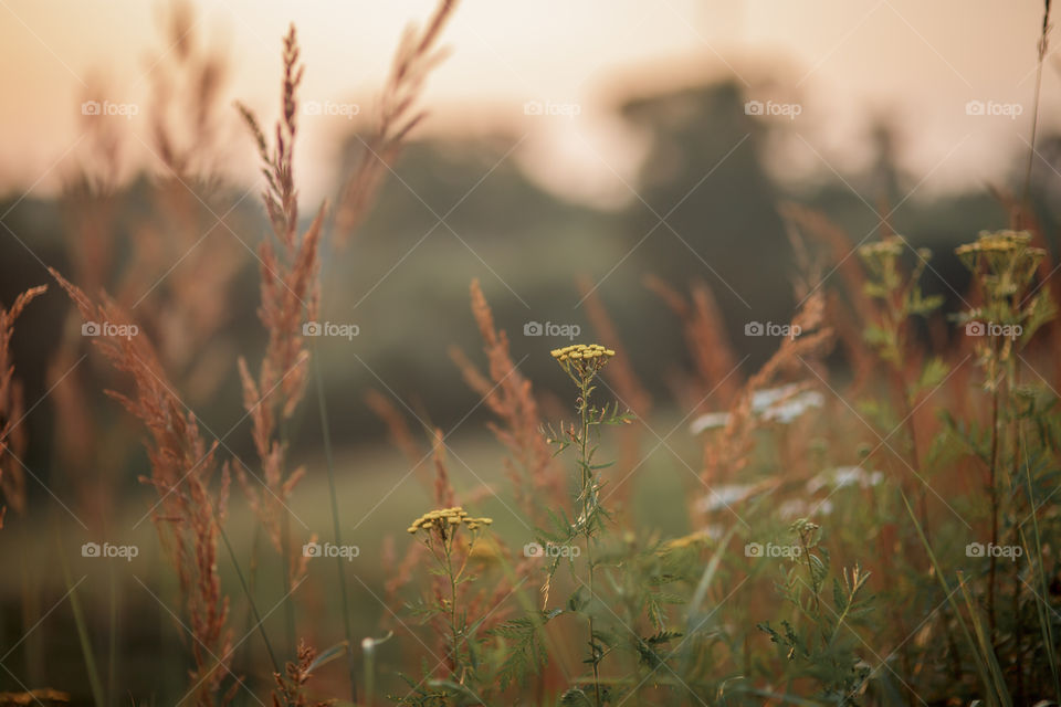 Field at sunset, close up on wild plants