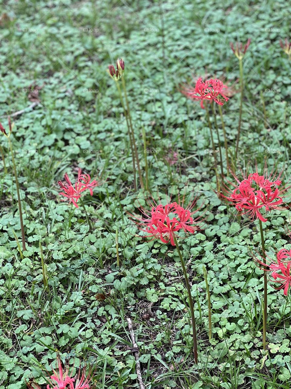 Lilies sprouting in beautiful places with patterns.