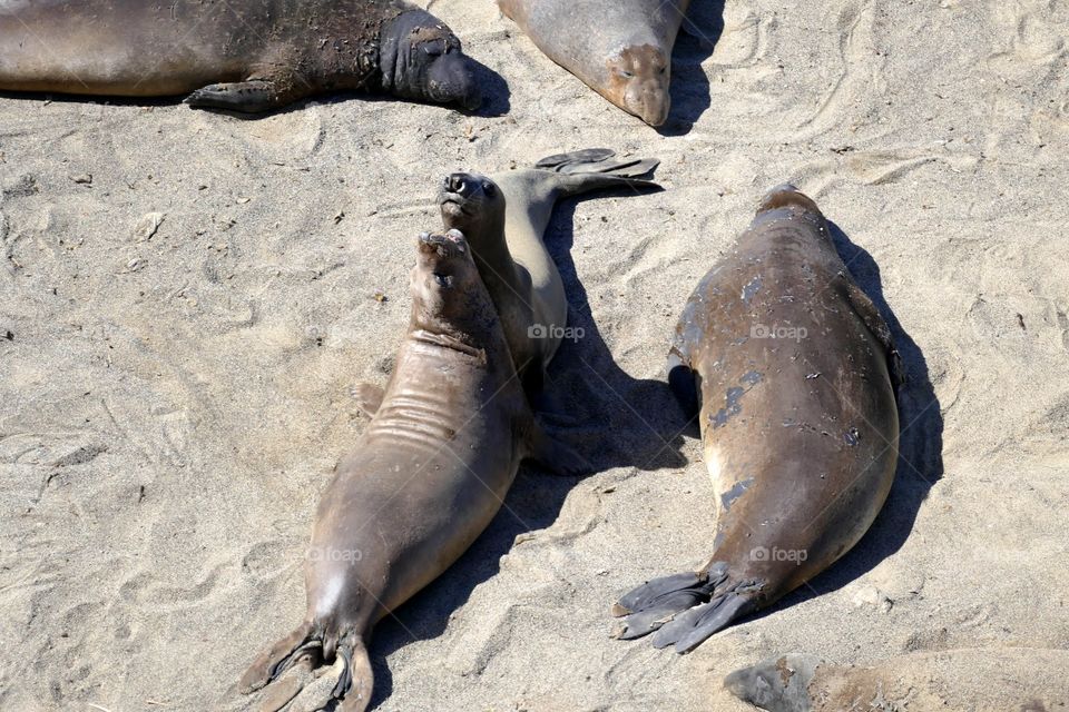 Elephant seals in Point Reyes National Seashore located on the coast of California.