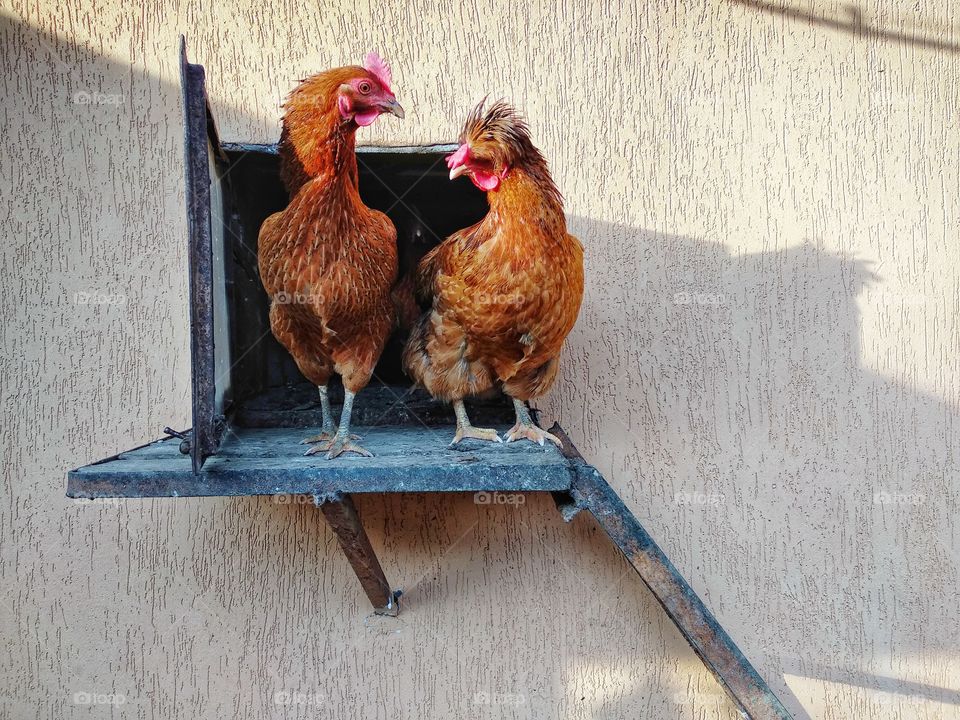 Two chickens at the entrance to the chicken coop