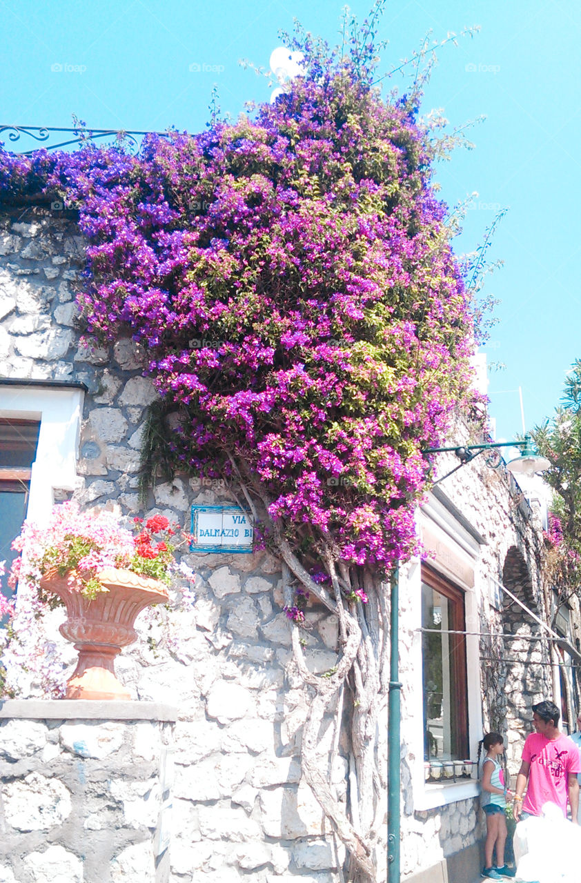 Flower wall in Capri 