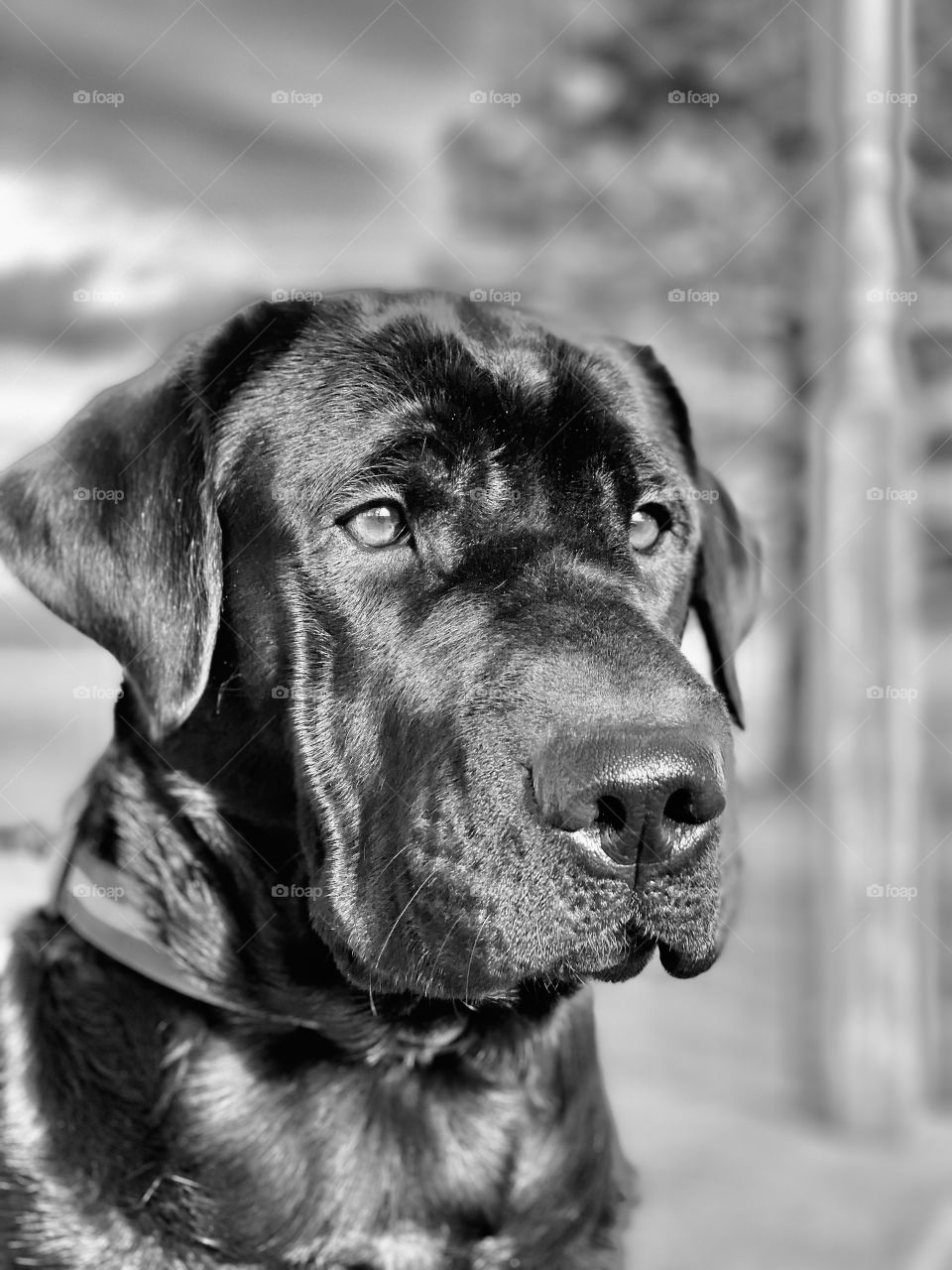 Beautiful headshot of a Black Labrador Retriever taken in Noir while she scans the countryside.