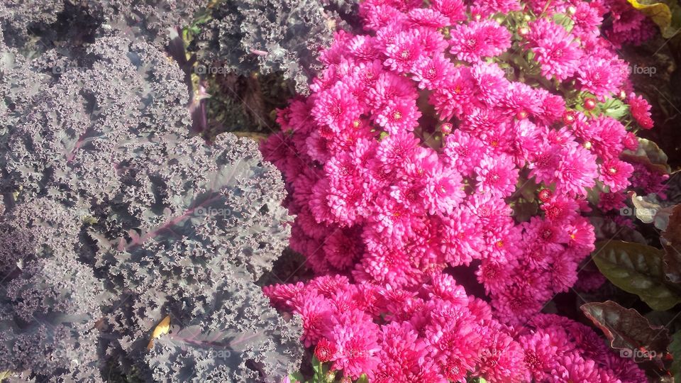 Pink Chrysanthemums