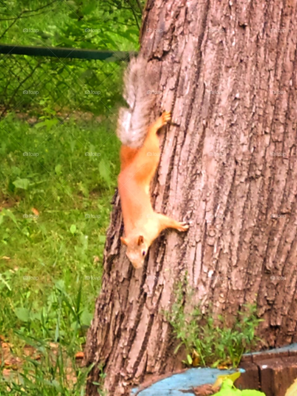 A little squirrel descends a tree trunk