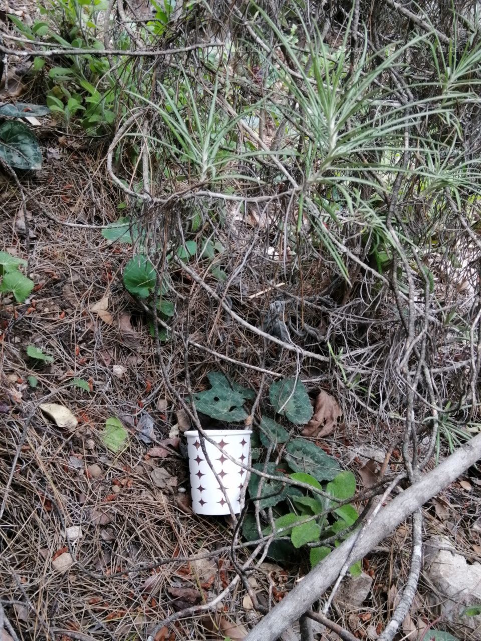 paper cup in the woods