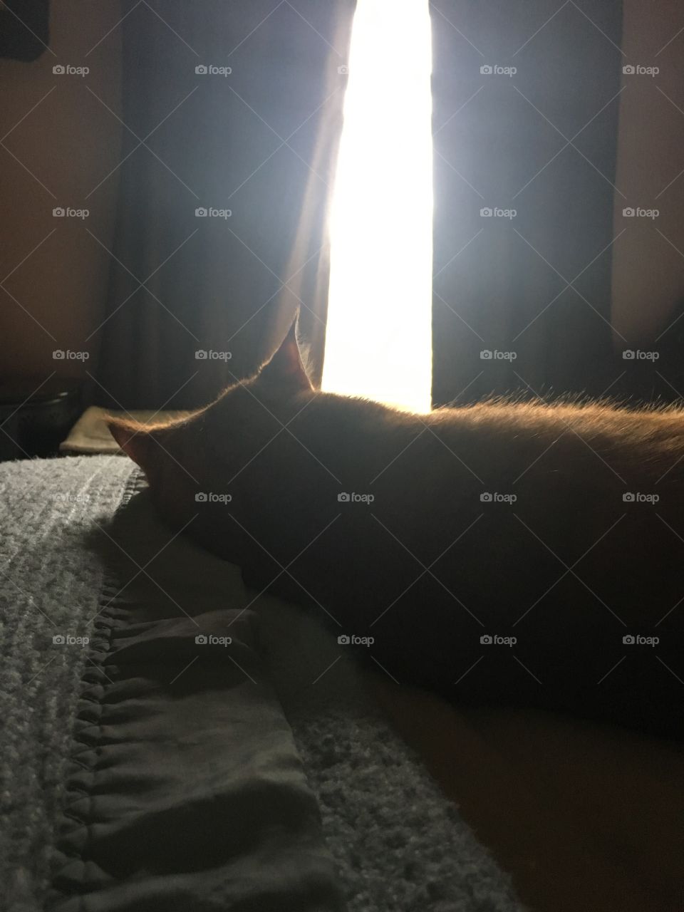 My cat landing peacefully looking out the window. 