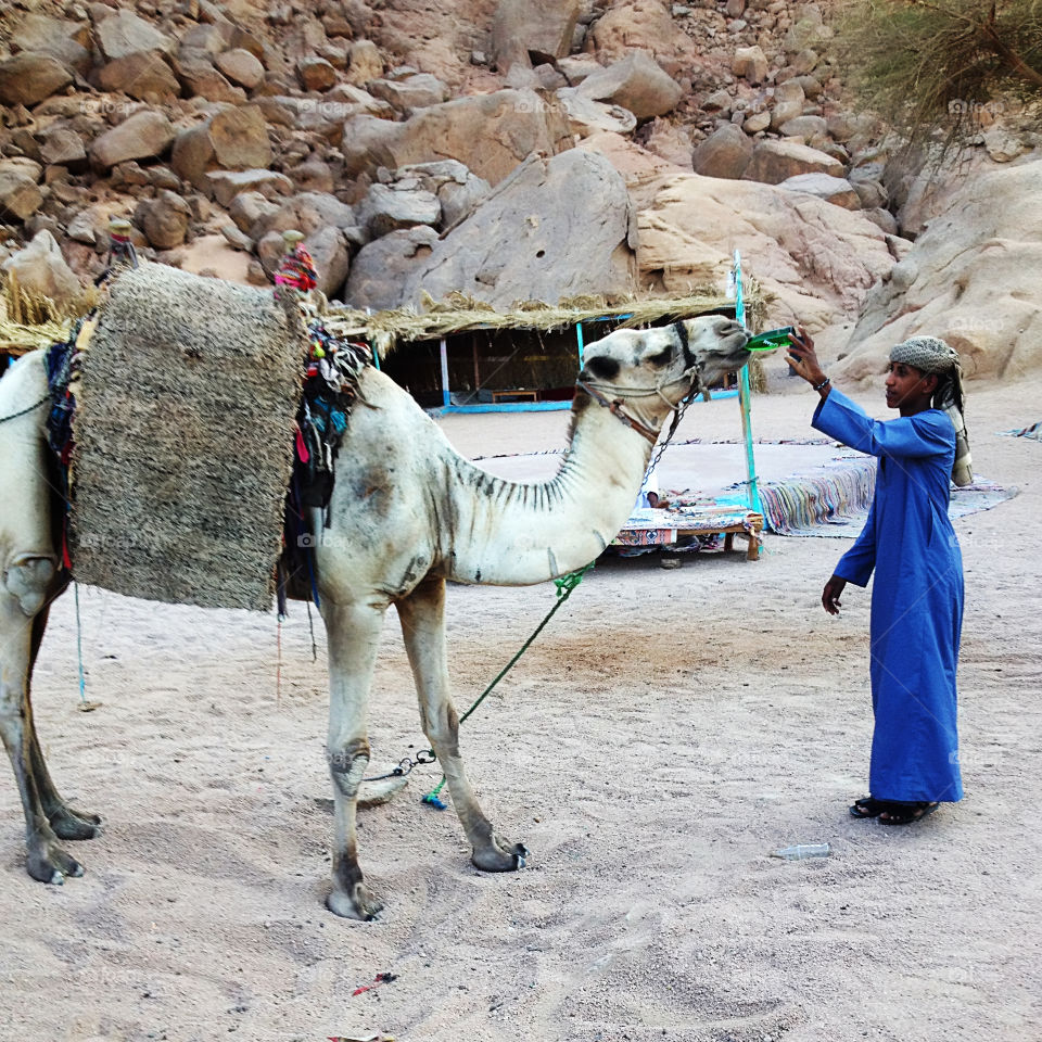 Giving water to camel during hot summer days 