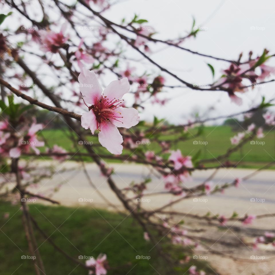 Flower, Cherry, Tree, Branch, Nature