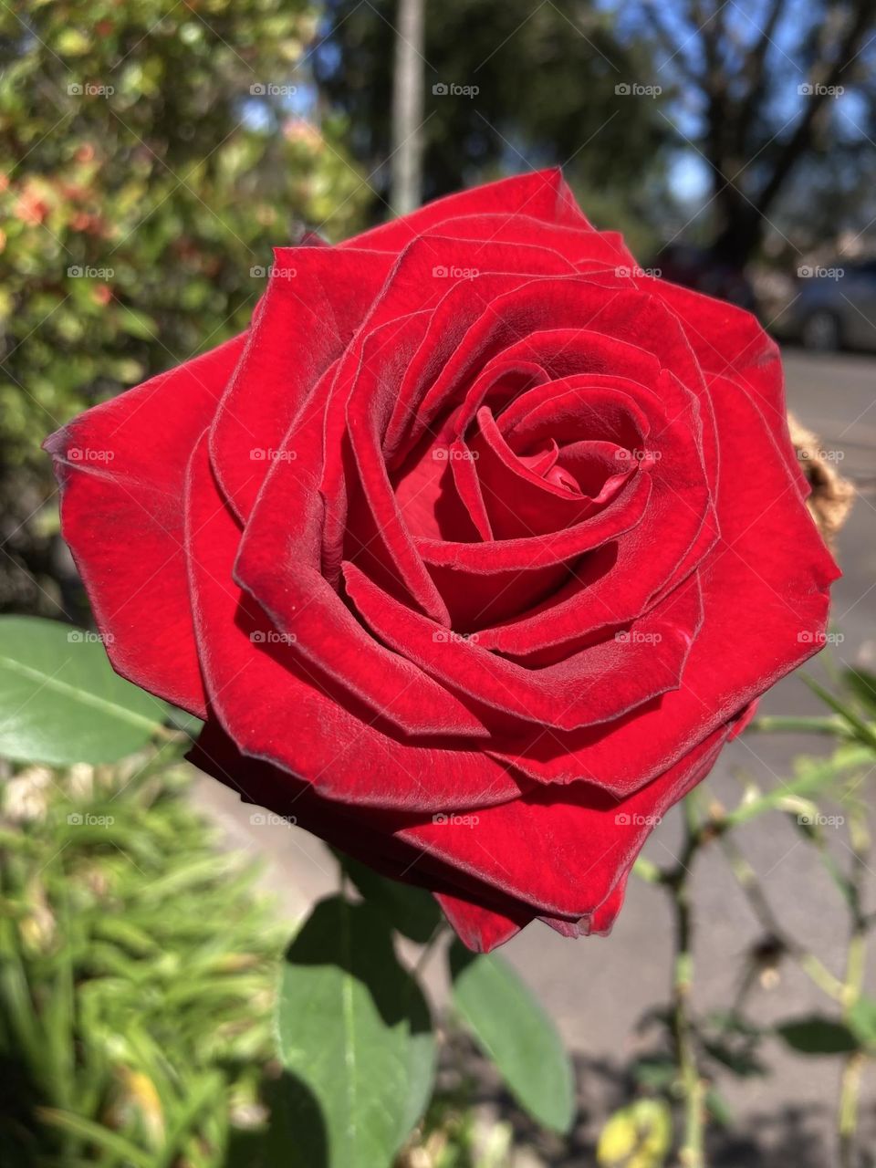 🌹 🇺🇸 Very beautiful flowers to brighten our day.  Live nature and its beauty. Did you like the delicate petals? / 🇧🇷 Flores muito bonitas para alegrar nosso dia. Viva a natureza e sua beleza. Gostaram das pétalas delicadas? 