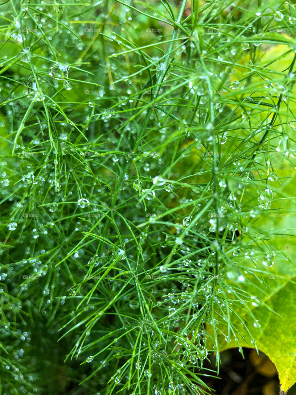 Капли дождя на траве