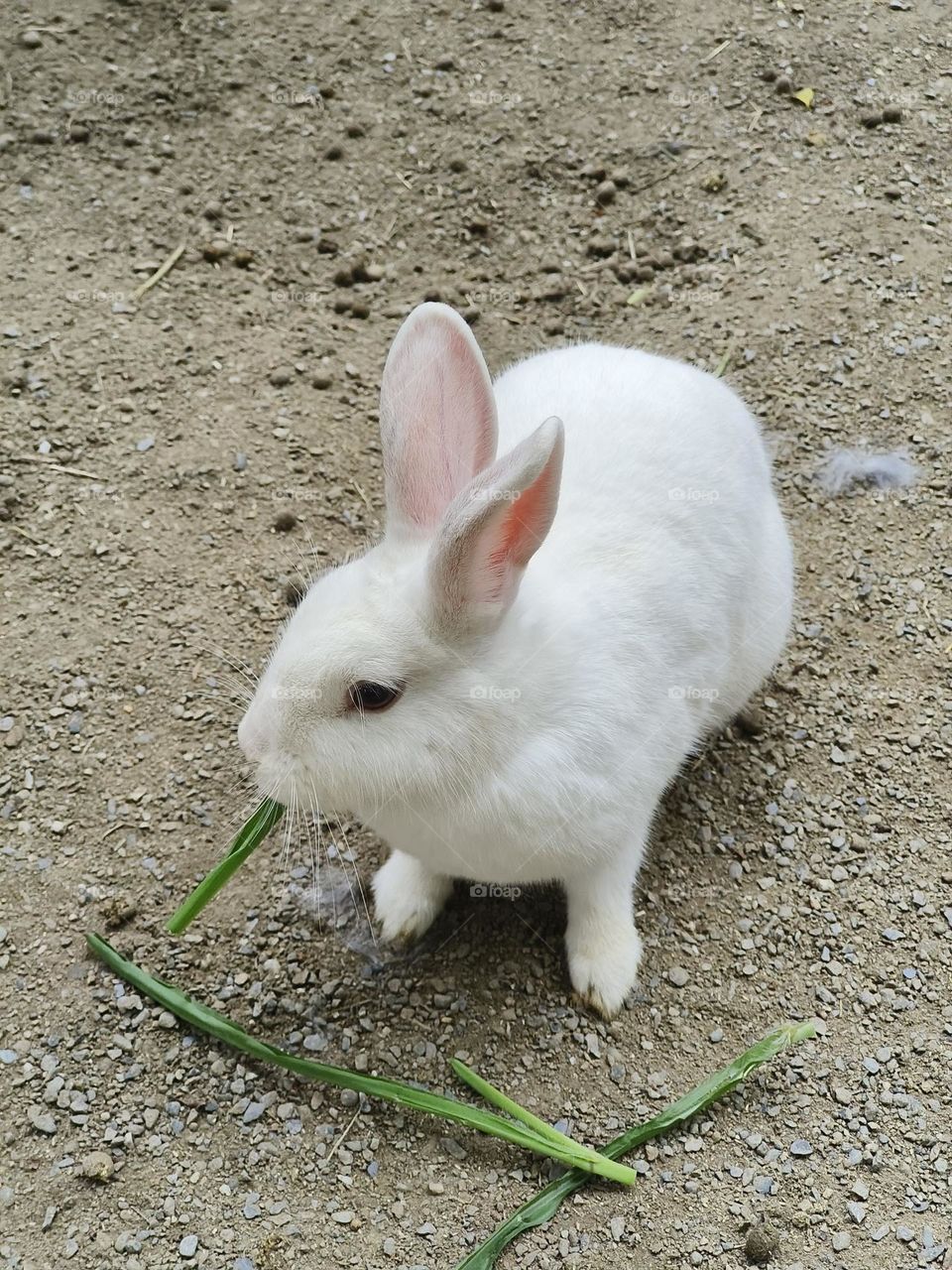 Rabbits at Chulu Ranch in Beinan Township