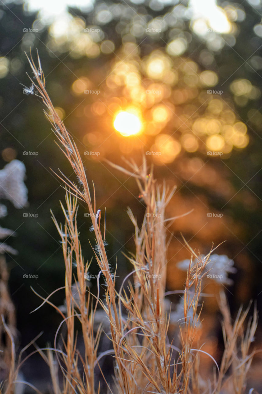 Blur, Nature, Sun, Winter, Sunset