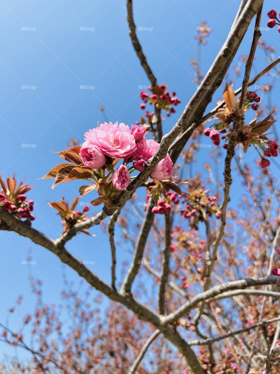 Blooming flowers