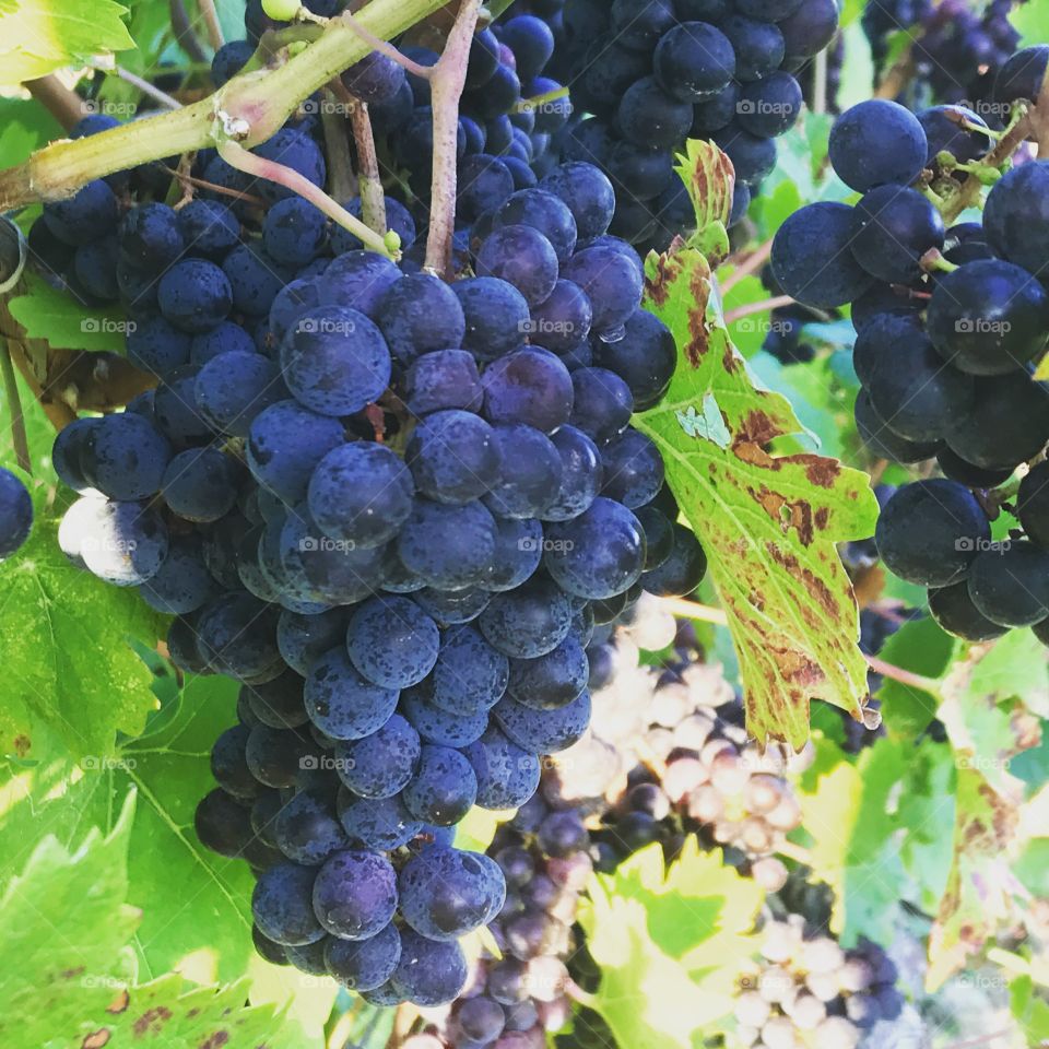 Finger Lakes grape harvesting season 