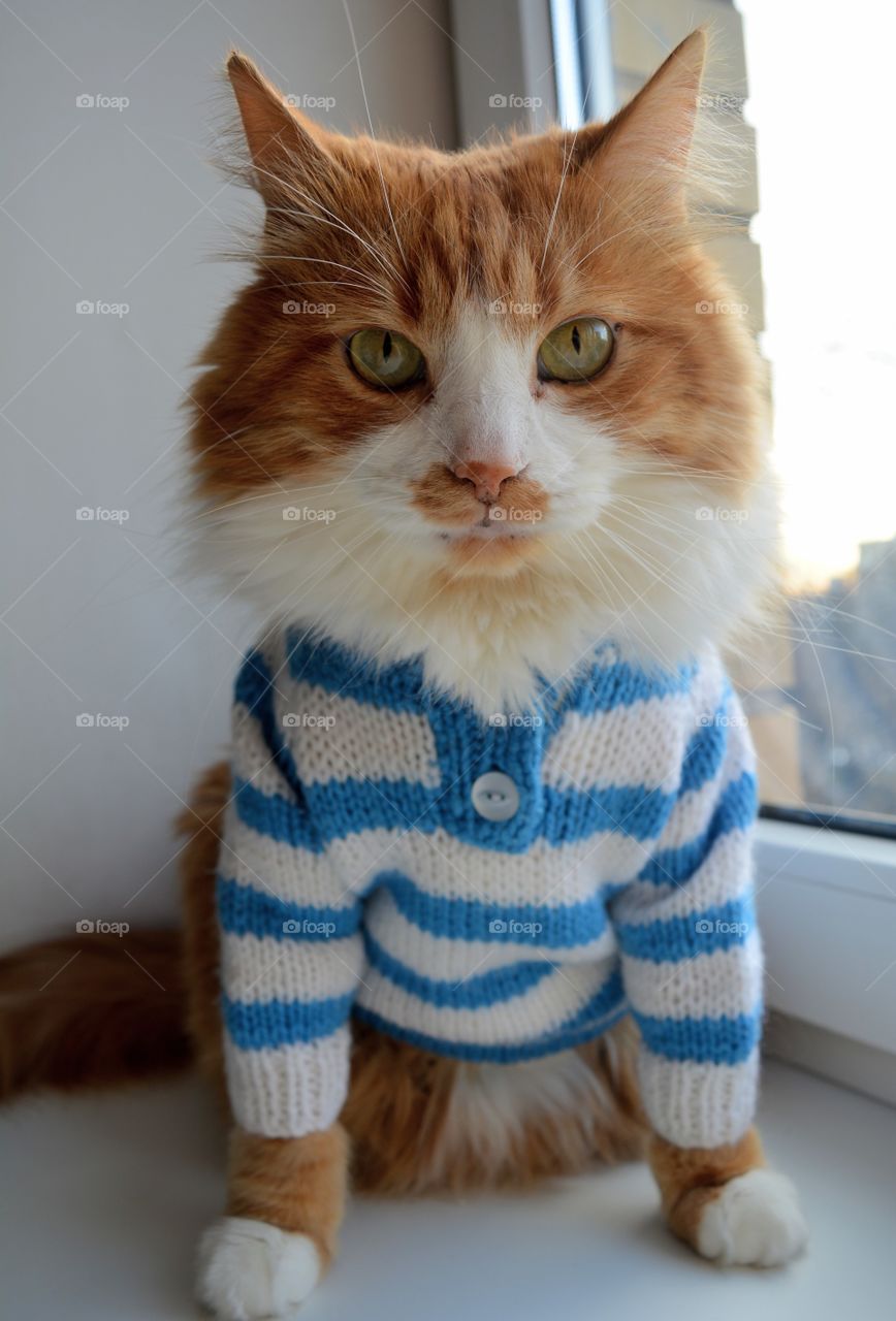 cat pet beautiful portrait in sweater on a window home cozy winter