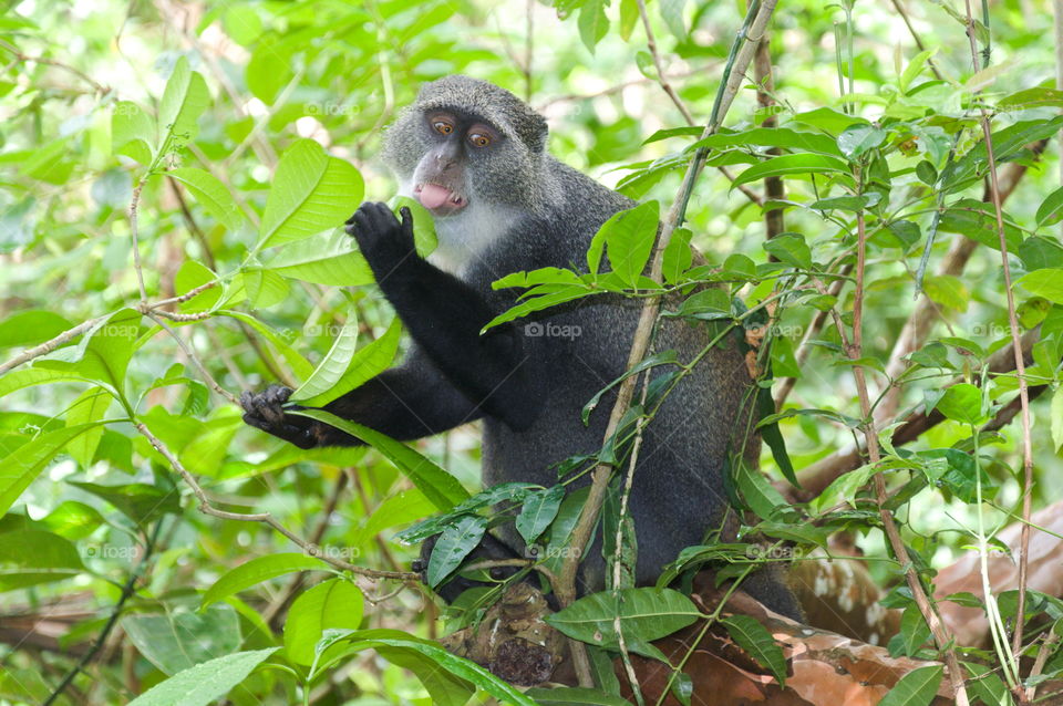 Blue monkey eating in a forest in Zanzibar