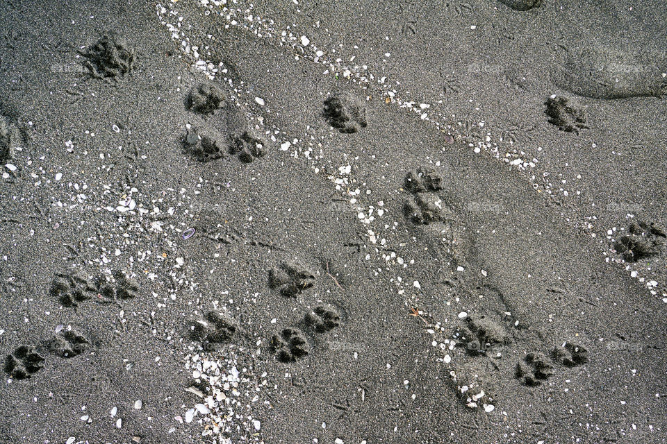 animal traces and shells in the sand at seashore, black sand beach